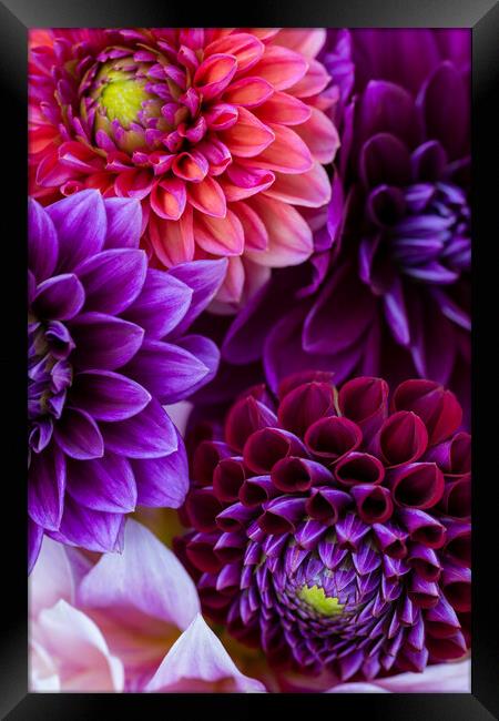 Dahlia flowers background. Framed Print by Andrea Obzerova