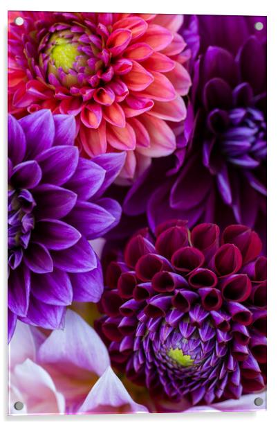 Dahlia flowers background. Acrylic by Andrea Obzerova