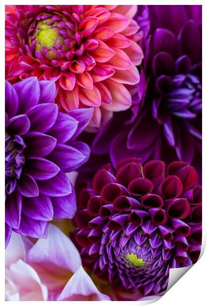 Dahlia flowers background. Print by Andrea Obzerova