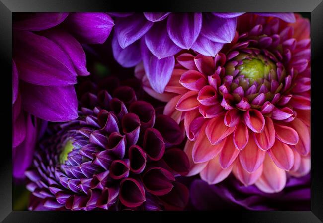 Dahlia flowers close up. Framed Print by Andrea Obzerova