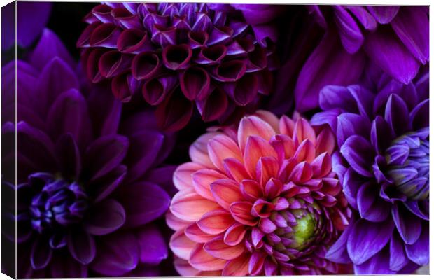 Dahlia flowers close up. Canvas Print by Andrea Obzerova