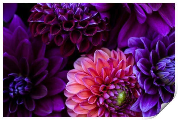 Dahlia flowers close up. Print by Andrea Obzerova