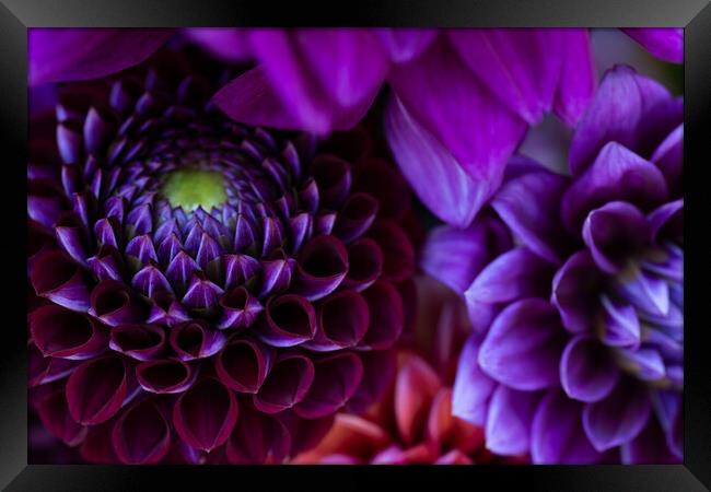 Dahlia flowers close up. Framed Print by Andrea Obzerova