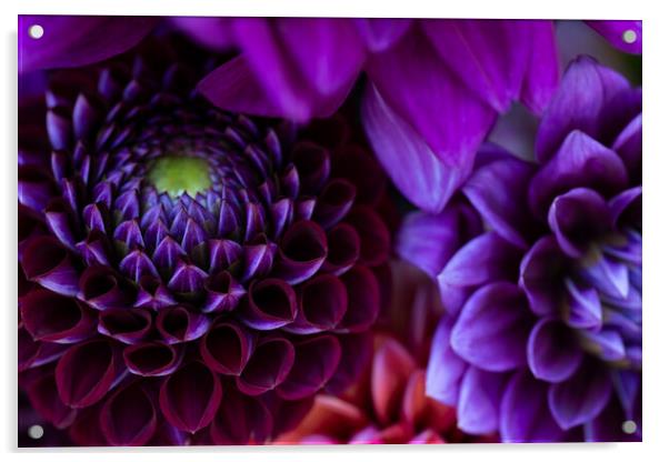 Dahlia flowers close up. Acrylic by Andrea Obzerova