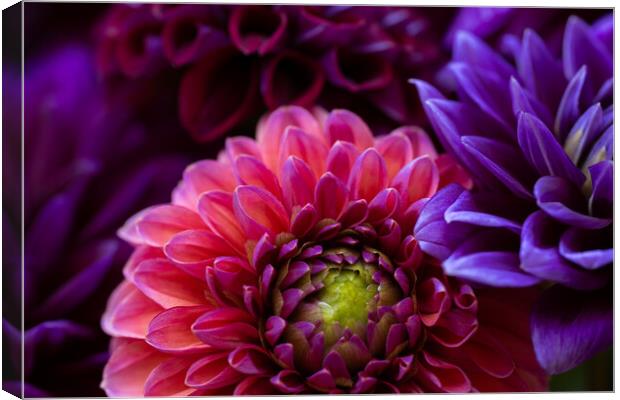 Dahlia flowers close up. Canvas Print by Andrea Obzerova