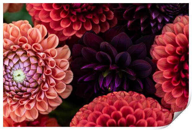 Dahlia flowers close up. Print by Andrea Obzerova
