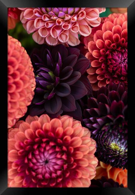 Dahlia flowers close up. Framed Print by Andrea Obzerova