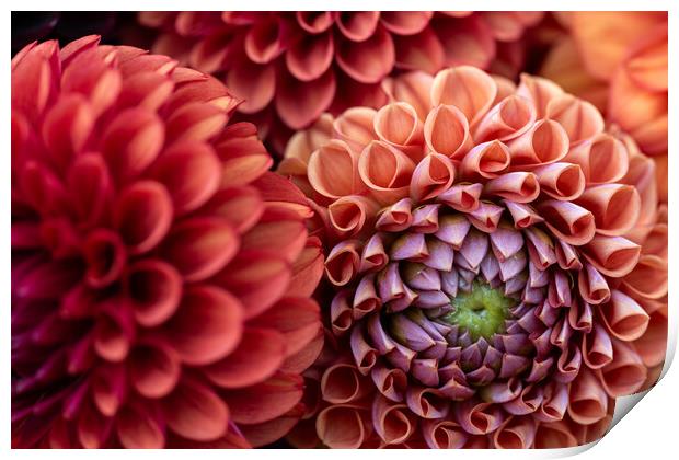 Dahlia flowers close up. Print by Andrea Obzerova