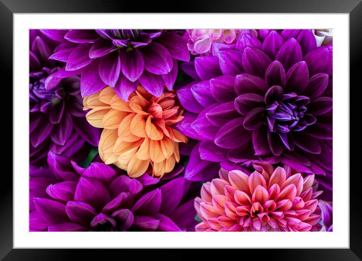 Dahlia flowers close up. Framed Mounted Print by Andrea Obzerova