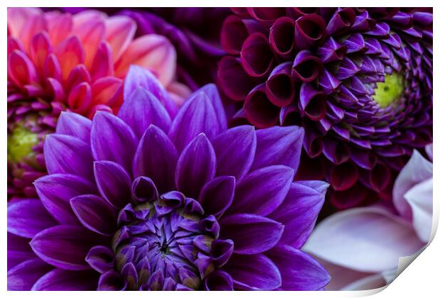 Dahlia flowers close up. Print by Andrea Obzerova