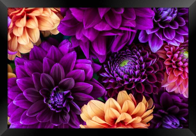 Dahlia flowers close up. Framed Print by Andrea Obzerova