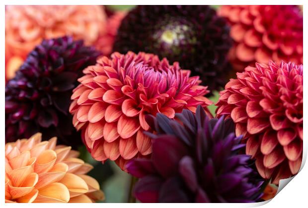 Dahlia flowers close up. Print by Andrea Obzerova