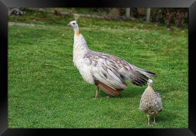 White Peacock, with her baby chick Framed Print by kathy white