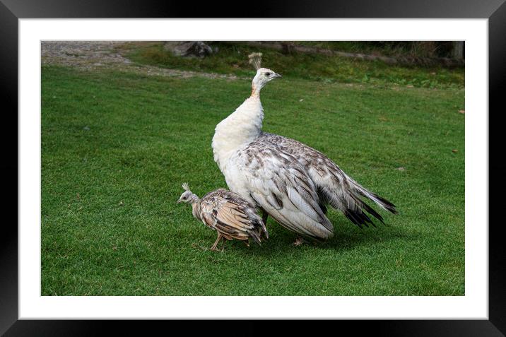 White Peacock, with her baby chick Framed Mounted Print by kathy white