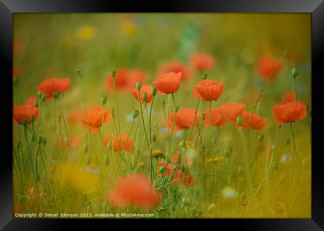 Poppies soft focus Framed Print by Simon Johnson