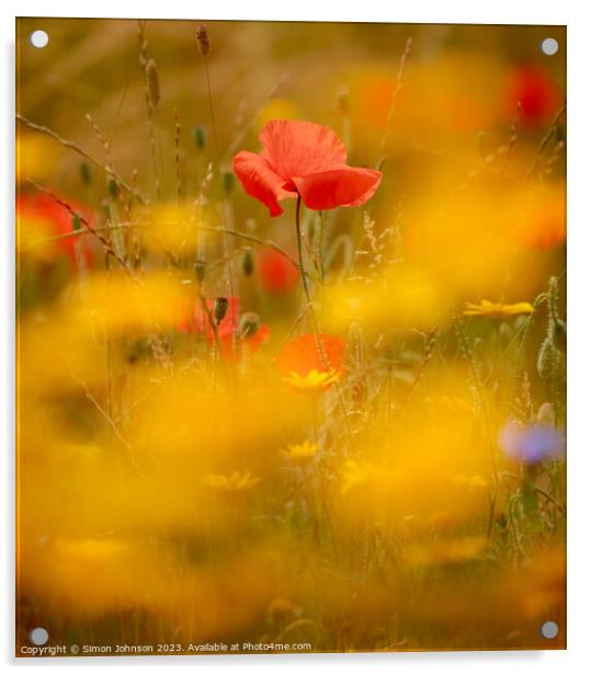  Poppy ( soft Focus) Acrylic by Simon Johnson