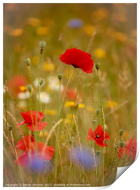 Poppy flower  Print by Simon Johnson