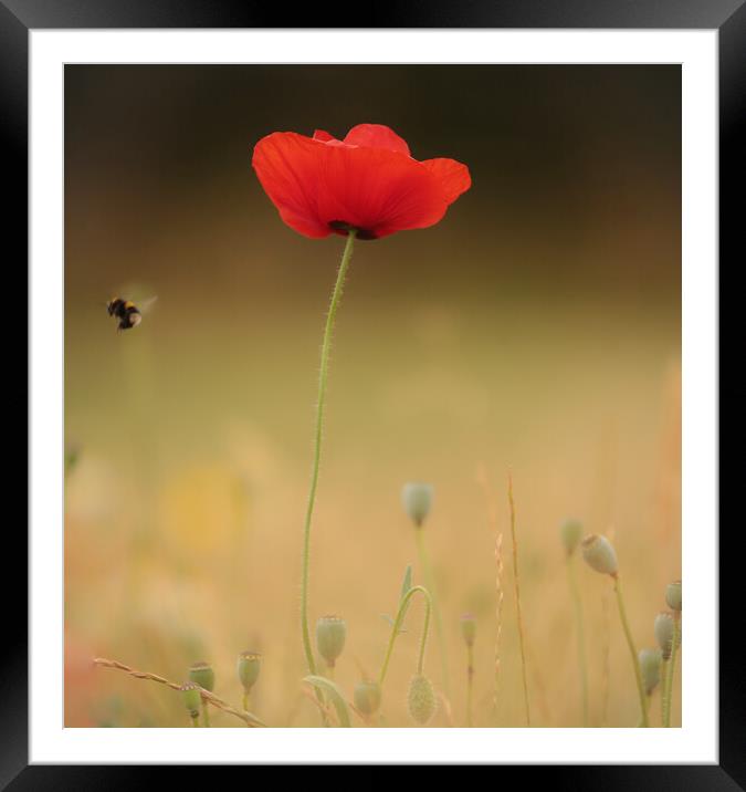 Poppy flower and bee Framed Mounted Print by Simon Johnson