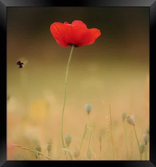 Poppy flower and bee Framed Print by Simon Johnson