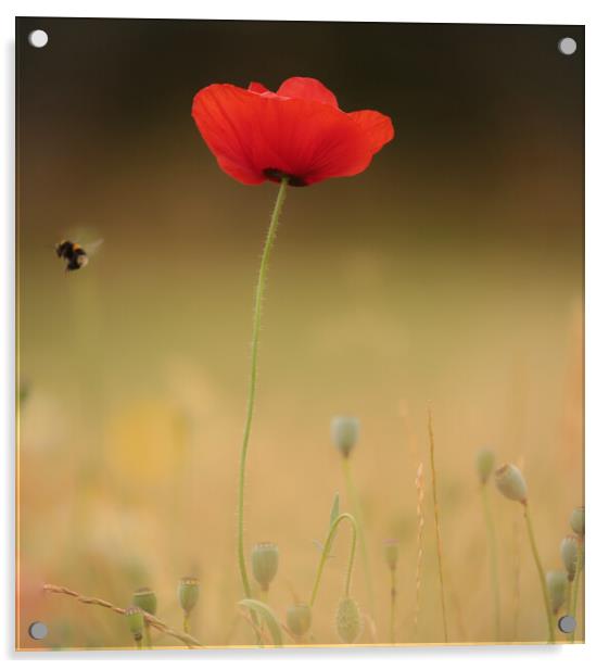 Poppy flower and bee Acrylic by Simon Johnson