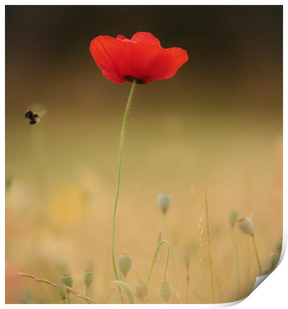 Poppy flower and bee Print by Simon Johnson