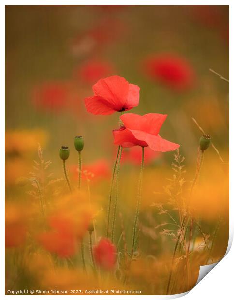 Two Poppies (soft focus) Print by Simon Johnson