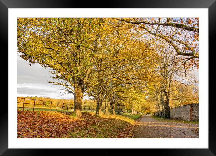 Autumnal Guard of Honour Framed Mounted Print by Malcolm McHugh