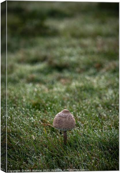 Toadstool with Dew.  Canvas Print by Keith Watson