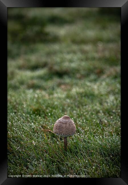 Toadstool with Dew.  Framed Print by Keith Watson