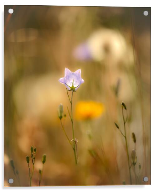 Harebell flower Acrylic by Simon Johnson