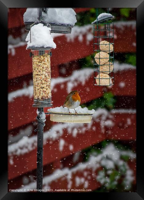 Robin on a Snow Covered Bird Feeder Framed Print by RJW Images