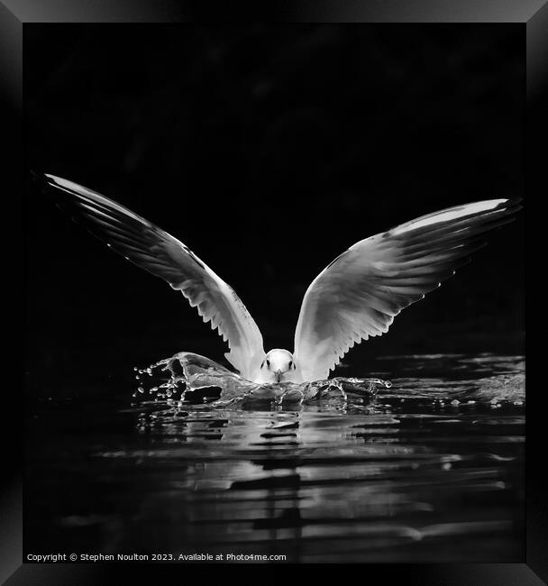 Black-headed Gull Splashdown Framed Print by Stephen Noulton