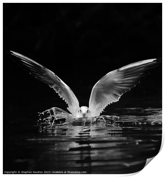 Black-headed Gull Splashdown Print by Stephen Noulton