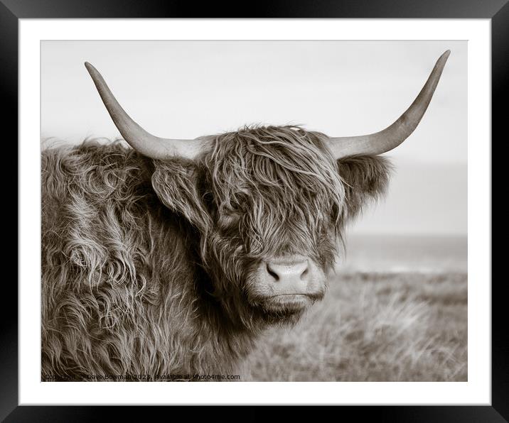 Highland Coo Framed Mounted Print by Dave Bowman