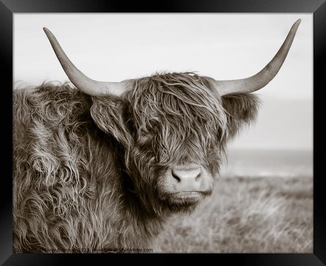 Highland Coo Framed Print by Dave Bowman