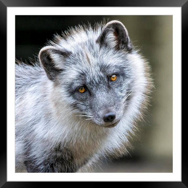 Arctic Fox Framed Mounted Print by Adrian Dockerty