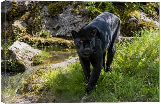 Black Jaguar prowling for prey Canvas Print by Adrian Dockerty