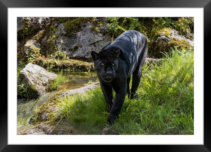 Black Jaguar prowling for prey Framed Mounted Print by Adrian Dockerty