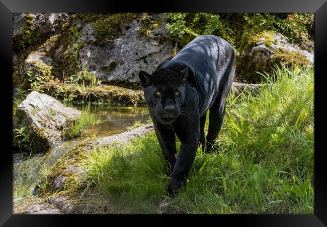Black Jaguar prowling for prey Framed Print by Adrian Dockerty