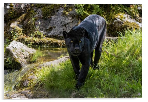 Black Jaguar prowling for prey Acrylic by Adrian Dockerty