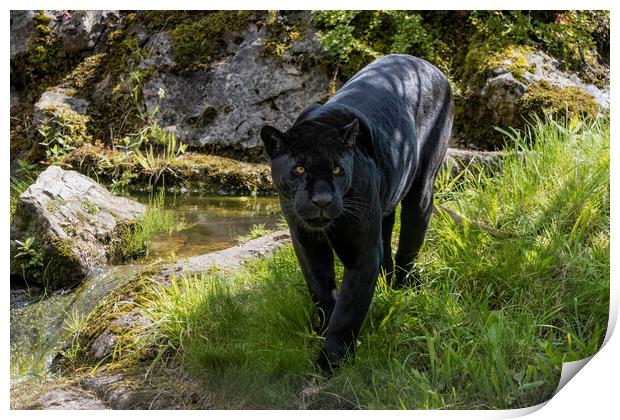 Black Jaguar prowling for prey Print by Adrian Dockerty
