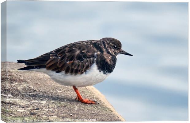 Ruddy Turnstone  Canvas Print by Tom McPherson