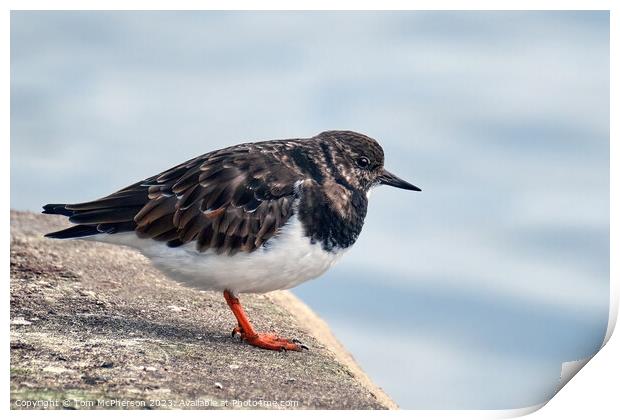 Ruddy Turnstone  Print by Tom McPherson