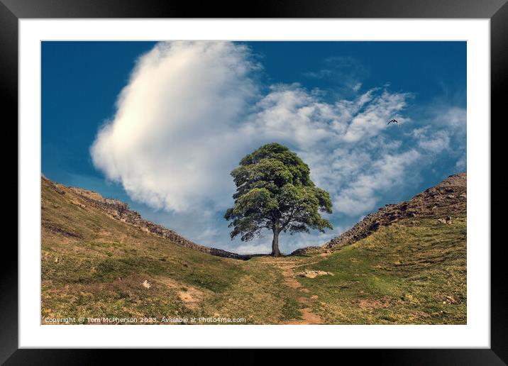 Sycamore Gap (The Robin Hood Tree) Framed Mounted Print by Tom McPherson