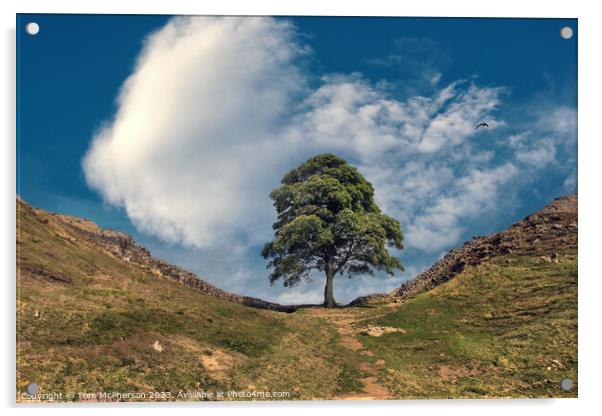 Sycamore Gap (The Robin Hood Tree) Acrylic by Tom McPherson