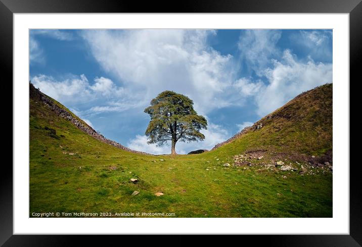 Sycamore Gap Tree Framed Mounted Print by Tom McPherson