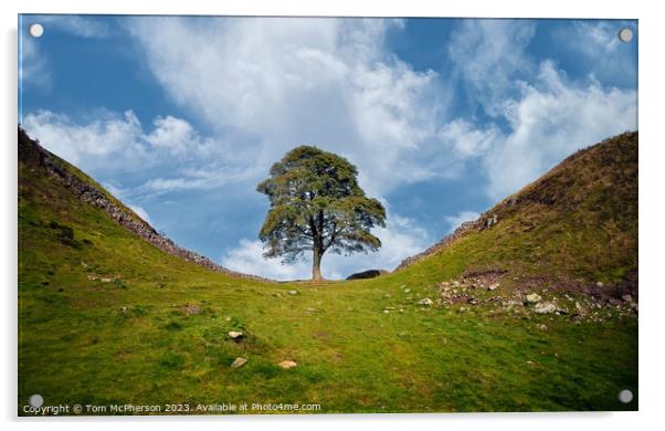 Sycamore Gap Tree Acrylic by Tom McPherson