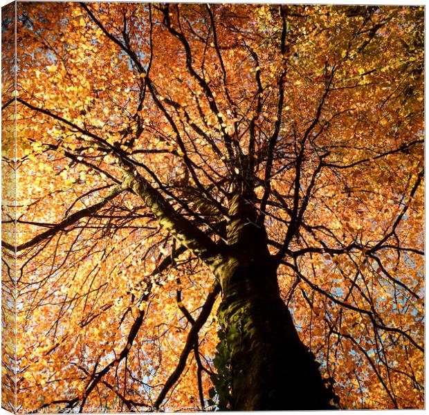 Beech tree in autumn Canvas Print by Simon Johnson