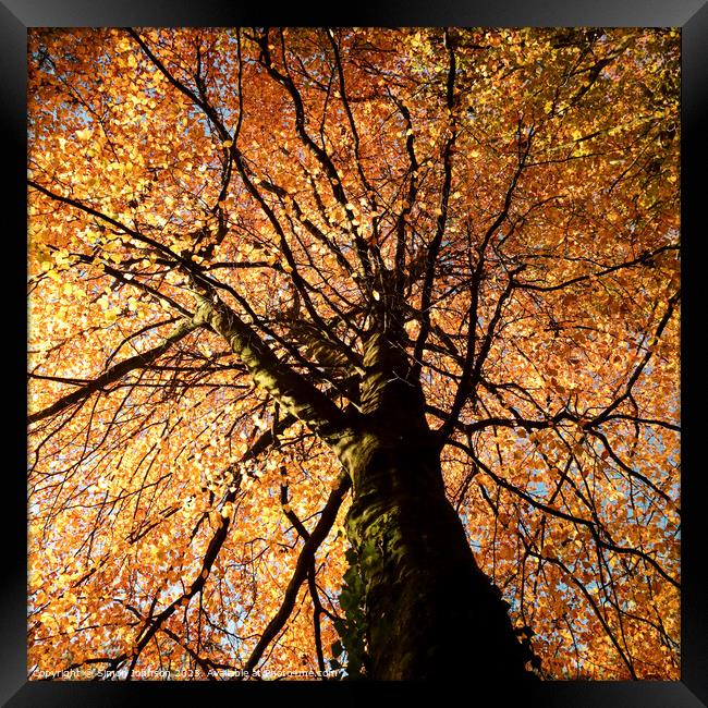 Beech tree in autumn Framed Print by Simon Johnson
