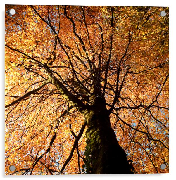 Beech tree in autumn Acrylic by Simon Johnson